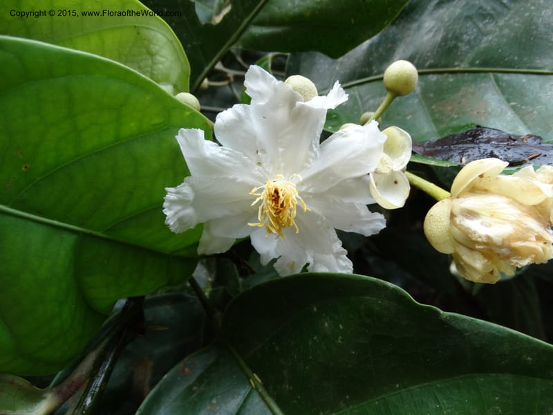 Oncoba, Davidson, C 12336B--Cameroon. Mokoko For. Res. 20 Mar 2014. DSC02622 (5).JPG