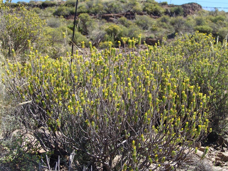Euryops candollei--So.Africa. E. Cape. Joubert's Pass, SE of Lady Gray. 9 Mch 05. 005.jpg