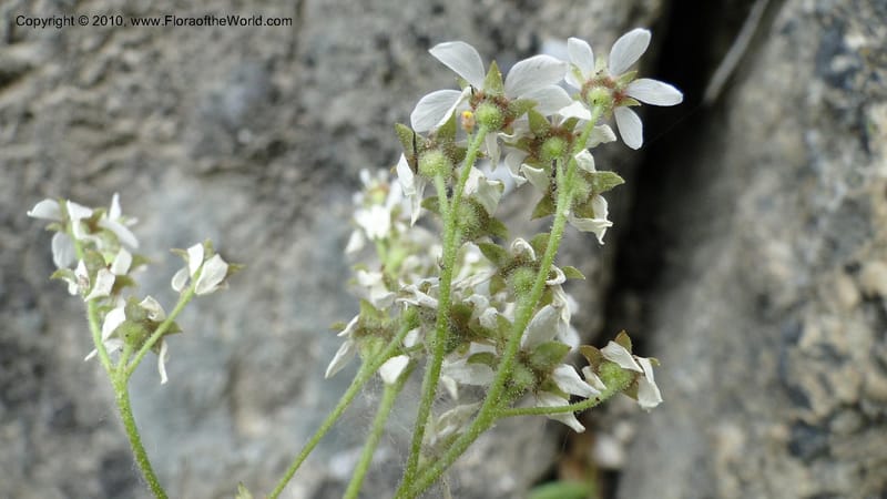 Suksdorfia ranunculifolia, B. Ertter 19978--Idaho. Valley County. 1 July 2010. 085 (40).jpg