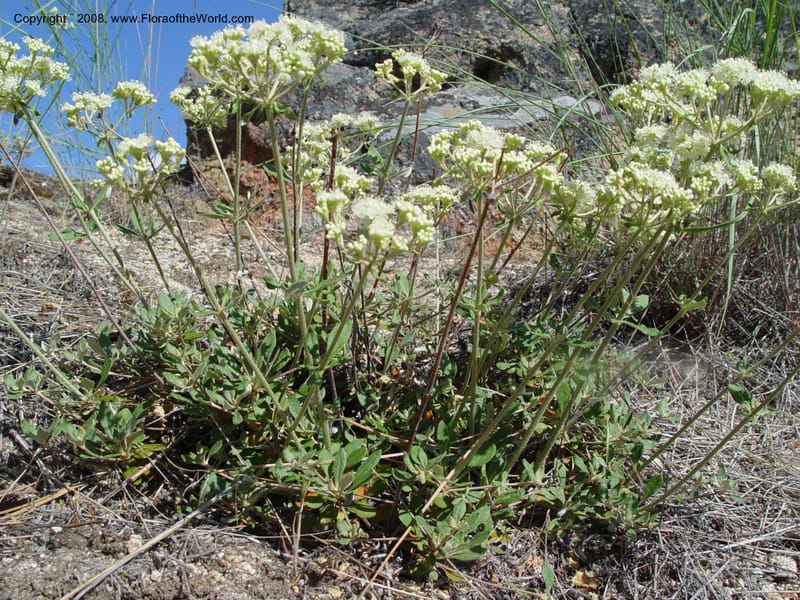 Eriogonum heracleoides--ID. Idaho Co. Salmon R. Polly Bemis Ranch. 9 May 04. 130.jpg