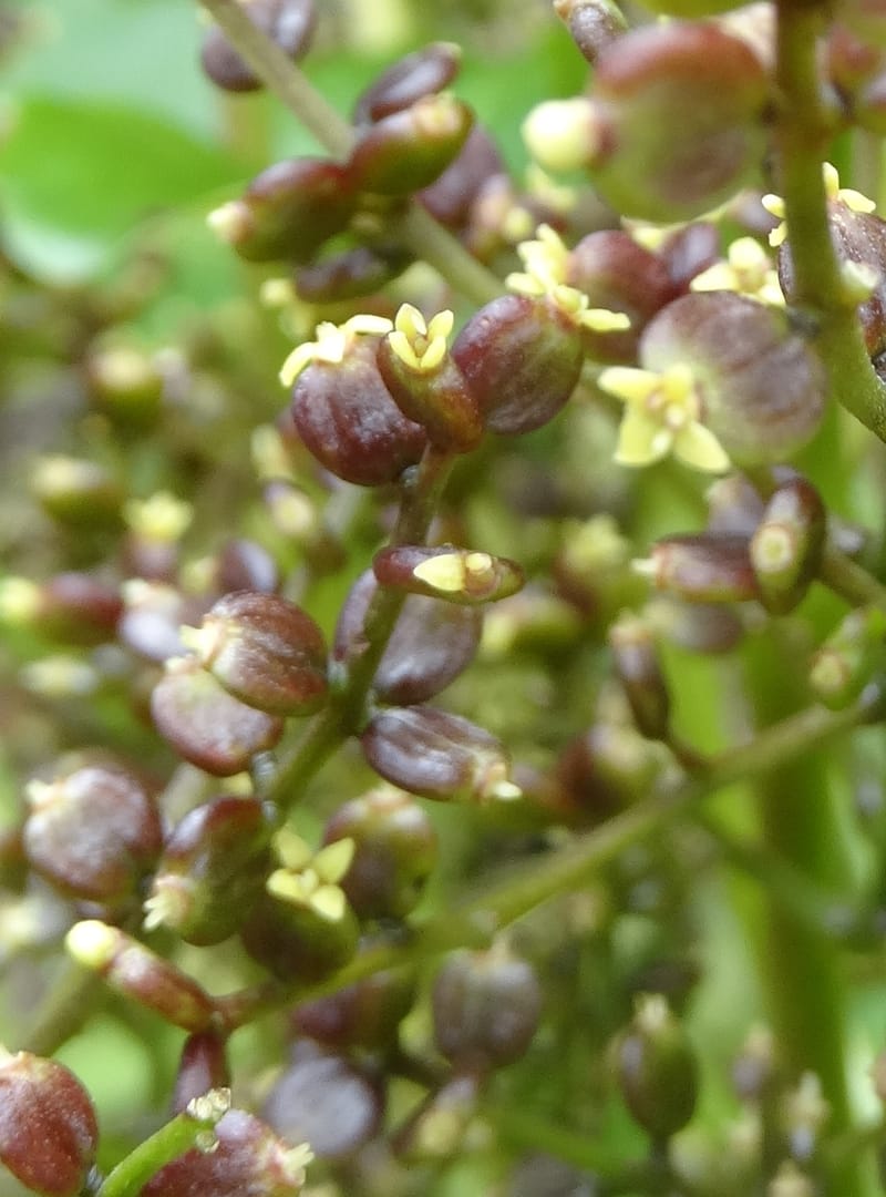 Plerandra grandiflora, Plunkett, G 3178-- Fiji. Delaikoro Mtn. 3 Nov 2015. DSC08393 (34).JPG