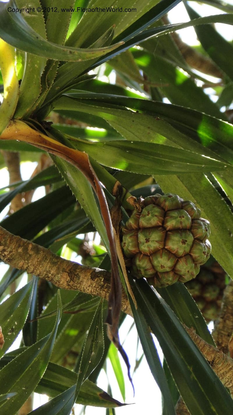 Pandanus vandamii--Madagascar. Tsimbazaza. 30 April 2010 002 (11).jpg