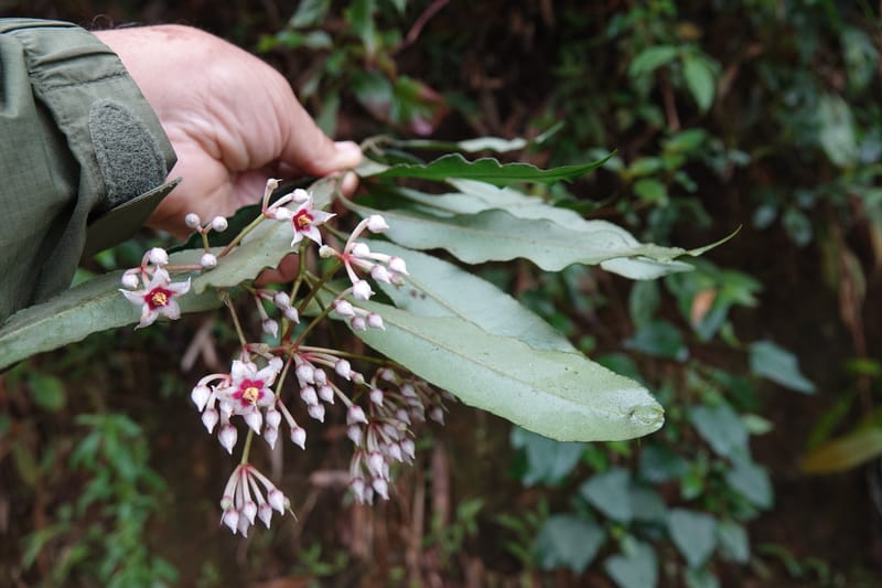 Ardisia virens, D. Boufford 44152--China. Yunnan. Bam Po village. 5 May 2018. DSC02406 (236).JPG