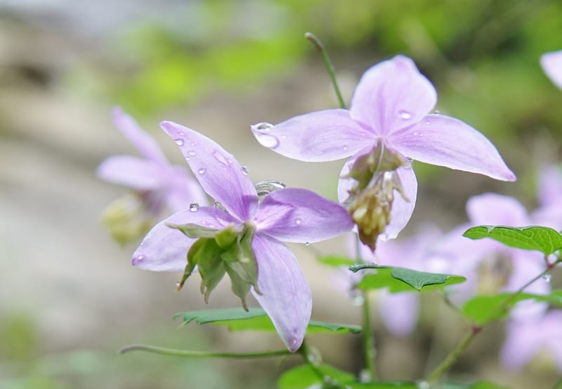 Thalictrum delavayi, C. Davidson 13765--China. Sichuan. Yibailingba-gou. 12 Aug 2017. DSC04660 (208).JPG
