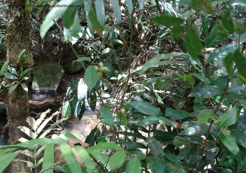 Artabotrys, Davidson, C 12924--Sabah. Kinabalu Nat. Park. Bundu Tuhan View Trail. 28 Mar 2015. DSC00951 (234).JPG