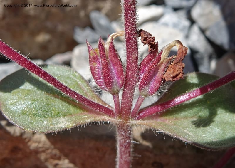 Diplacus bigelovii, Davidson, C 13075--California. Inyo Co. Last Chance Mts. 16 Apr 2016.  (55).JPG