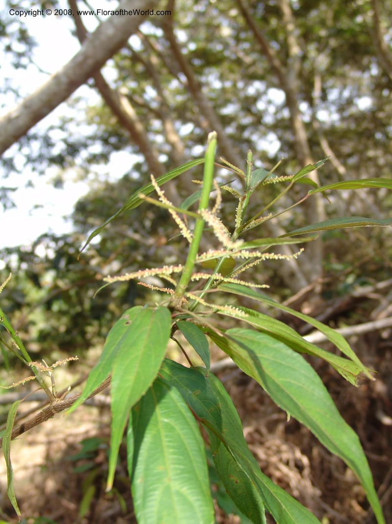 Acalypha, AAraujoM2958--Bolivia. N of Apolo. Rio Machariapu-Rio Tigre Mayu. 18 Sep 06.   173.jpg