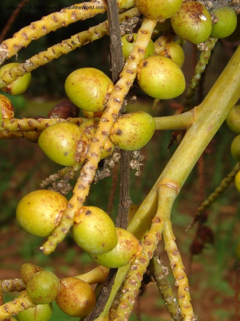 Chrysalidocarpus lucubensis--So. Africa. Durban Bot. Garden. 14 Mch 05. 141.jpg