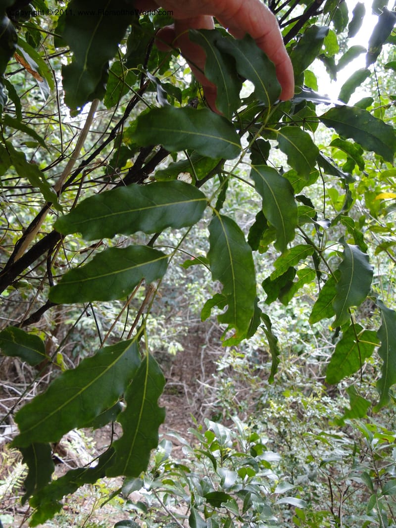 Cupaniopsis glomeriflora, M. Callmander 788--New Caledonia. Upper Tene River Valley. 19 Jan 2010. 1143 (5).JPG