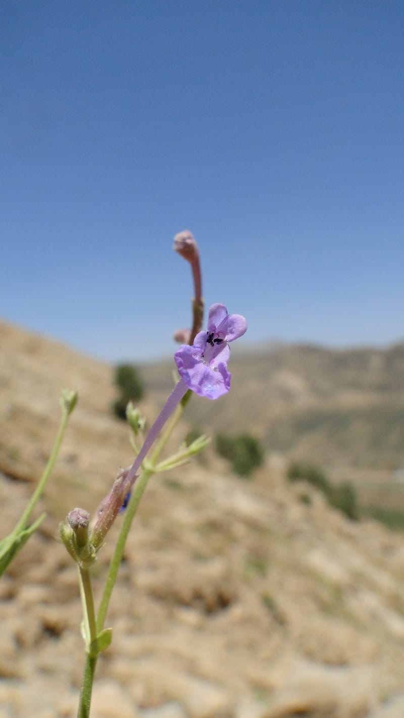 Nepeta, A. G. Miller 133.10--Iraq. Kurdistan. Shakh-i Pira Magun. Gueza Khan. 11 June 2010. 122 (6).jpg