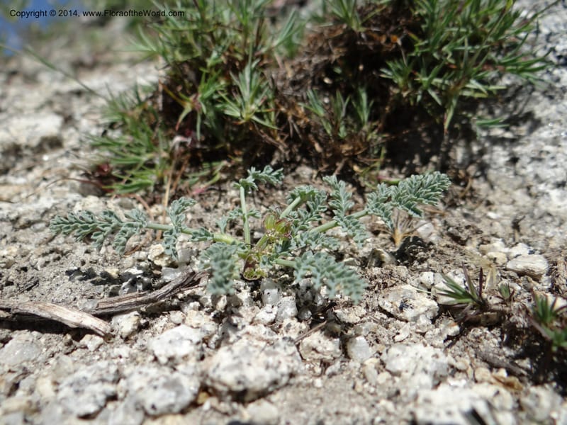 Cymopterus glaucus, Davidson, C 12196--ID. Boise Co. Scott Mtn. Lookout Road. 18 Jun 2013. DSC06609 (125).JPG