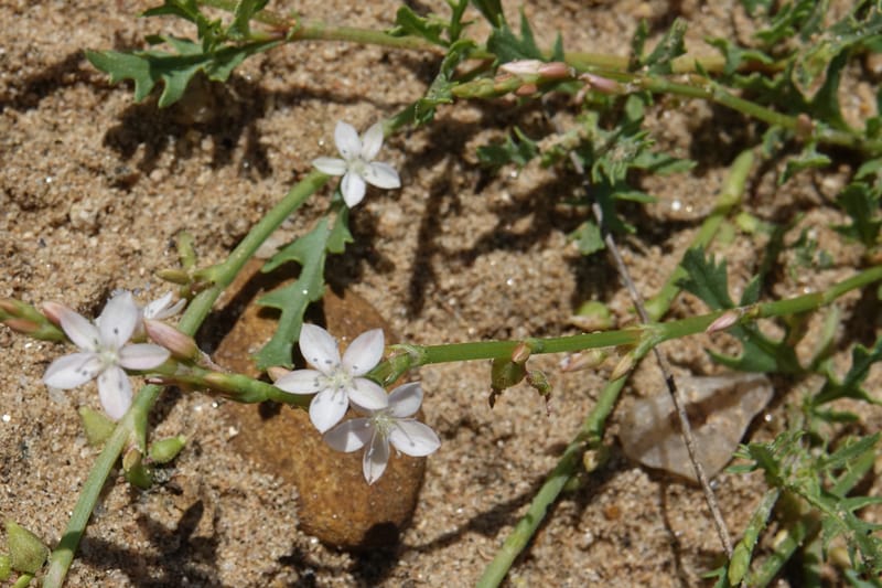Oxygonum alatum, L. Nanyeni 1143--Namibia. B1 to Rehoboth, Frankie Fredricks St. 15 Mar 2018. DSC00565 (112).JPG