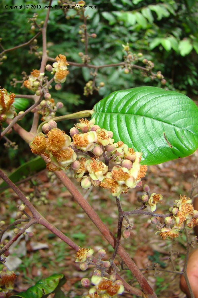 Tetracera, Vasquez 34802--Peru. Loreto. Dist. Nauta. Miraflores, Rio Tigre. 10 Nov 08. 546 (27).jpg