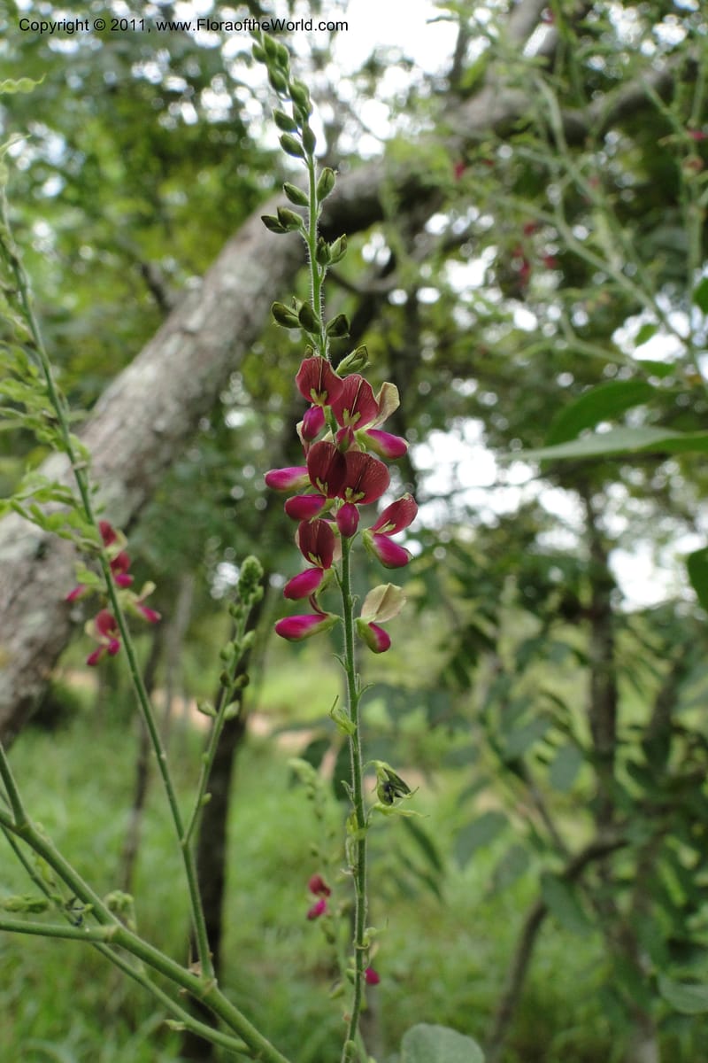 Desmodium, W. D. Stevens 31173--Paraguay. Edo. Concepcion. Garay Cue. 19 Mar 2011. 406 (4).jpg
