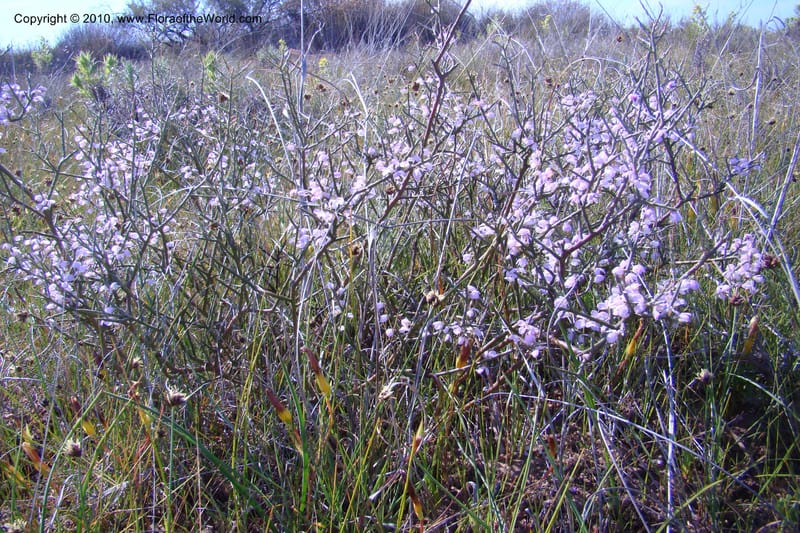 Muraltia spinosa, C. Davidson 11515--South Africa. Northern Cape. Papkuilsfontein. 25 Aug 09. 154.jpg