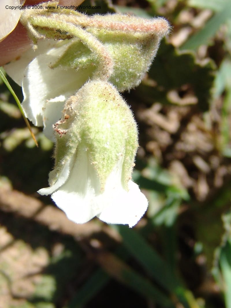 Hermannia geniculata--So.Africa. E. Cape. Moonstone Farm, Quanti Area, Stut. 8 Mch 05. 064.jpg