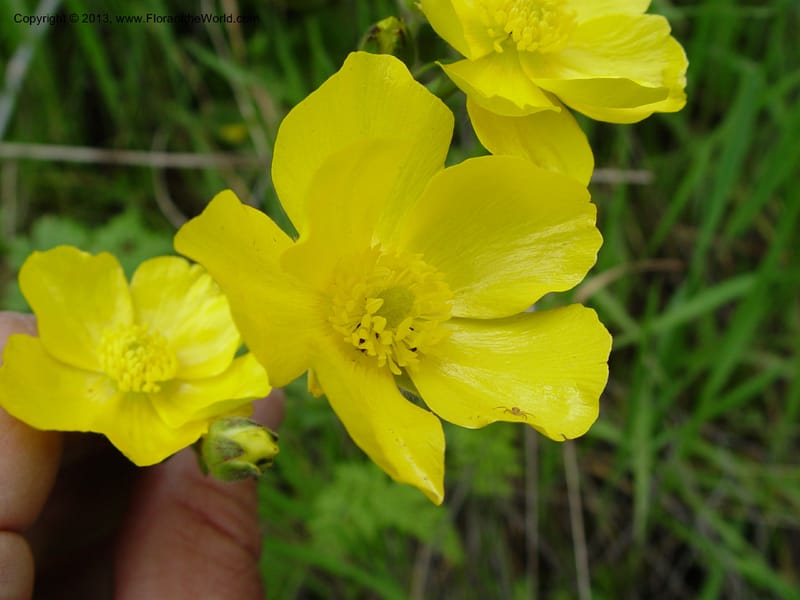 Ranunculus ollissiponensis--Spain. Gran.Prov. 4 km S Jct. Albondon-Albunol, C333. 1 (24).jpg