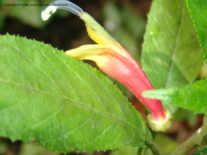 Lobelia laxiflora--Mexico. Chiapas. Res. Biosf. El Triunfo. Trail NW along stream. 9 Nov 04. 061.jpg