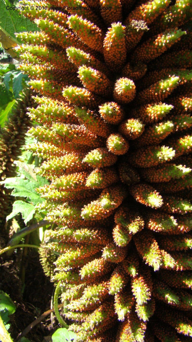 Gunnera manicata--Tasmania. Royal Tasmanian Botanical Garden. 2 Feb 2010. 189 (2).jpg