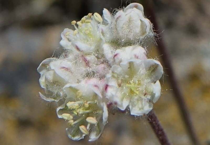 Eriogonum thymoides, C. Davidson 13549--ID. Blaine Co. Rock Creek Preserve. TNC. 13 May 2017. DSC00171 (179).JPG