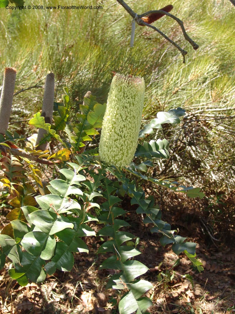 Banksia grandis, 88.120--CA. UC Santa Cruz Arboretum.  1 Jul 06. 099.jpg