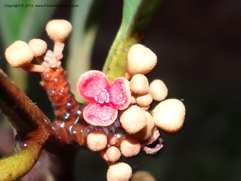 Knema, S.98854--Malaysia, Sarawak.. Bot. Res. Center, Semengoh. 26 Mar 2012. DSC05403 (59).JPG