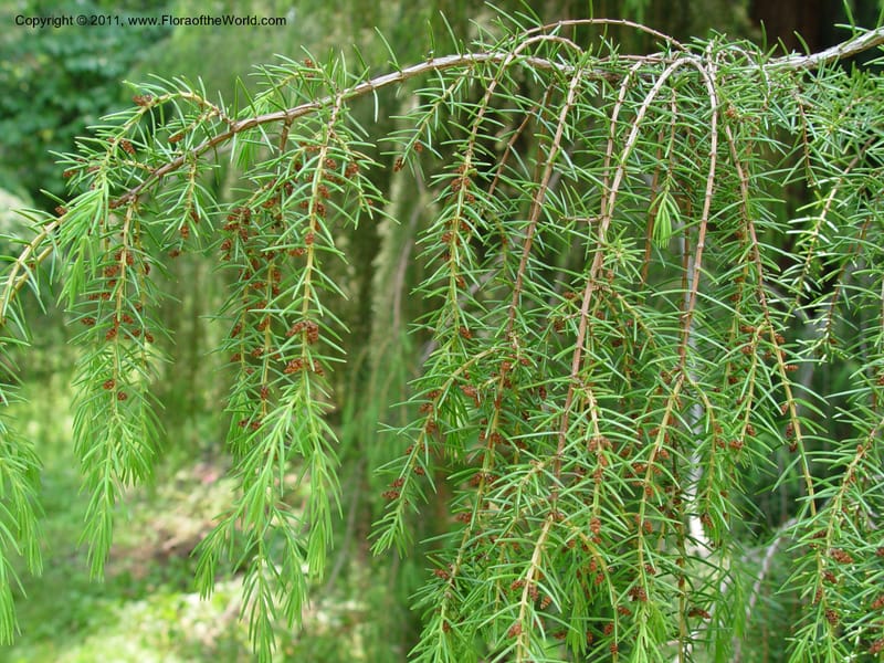 Juniperus rigida--CT. Branford. Dr. Nickou's private garden. 27 Jun 03 017.jpg