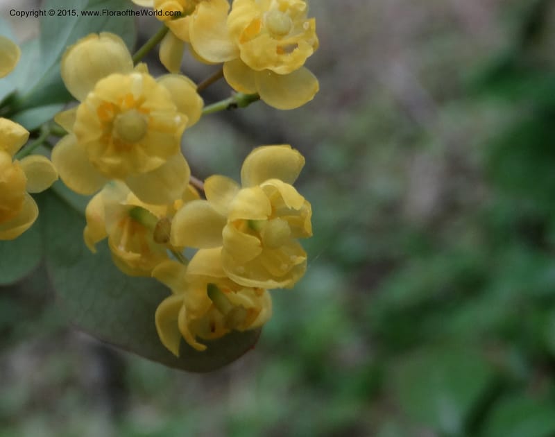 Berberis, Boufford, D 43610--China. Sichuan. ShaShiDuo. 8 May 2014. DSC04232 (208).JPG