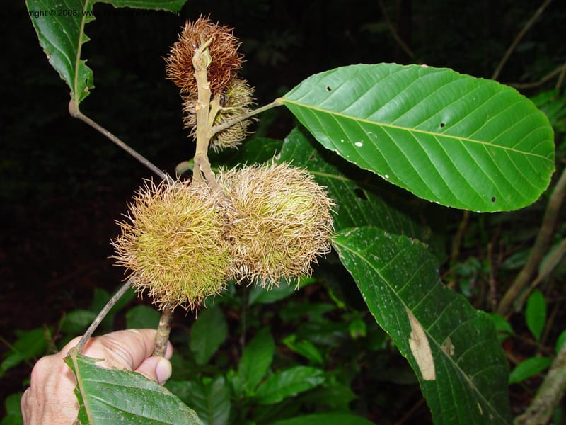 Sloanea grandiflora, JSmith4209--Fr. Guiana. Matoury Mts, near Cayenne. 21 Mch 02. 005.jpg