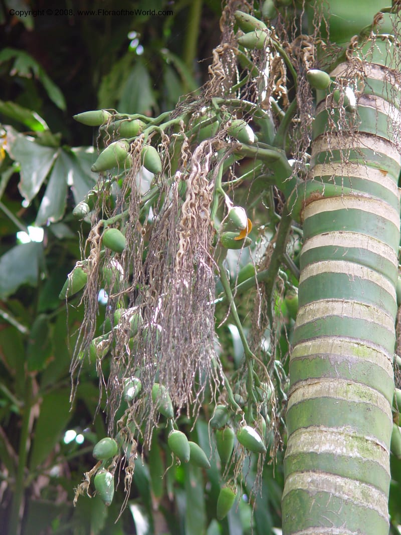 Areca cathechu--FL. Fairchild Tropical Gard. 8 Apr 03. 195.jpg