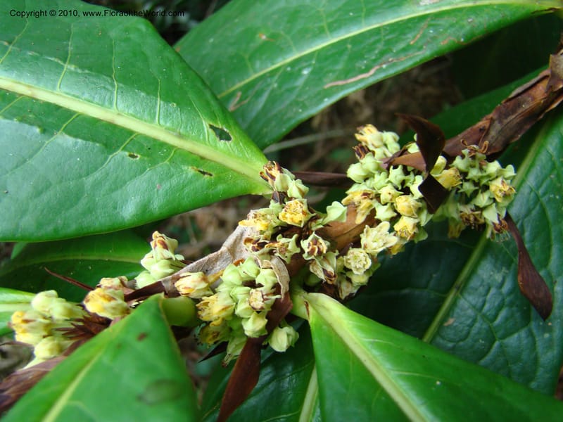 Erythroxylum macrophyllum, B. Hammel 24675--Costa Rica. Prov. Limon. Selva Bananito Lodge. 12 Apr 08. 009 (1).jpg