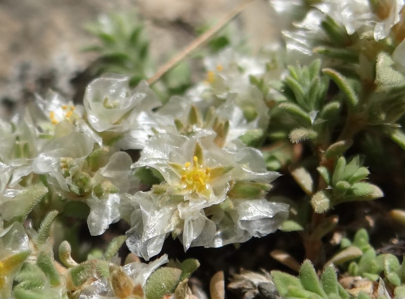 Paronychia kurdica--Iraq. Kurdistan. Shakh-i-Pira Magrun. 24 May 2013. DSC05074 (118).JPG