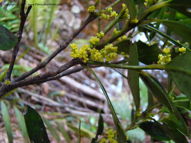 Balanops,  Munzinger, J 4854--New Caledonia, Dogny, 19 Nov 2007, 13 (6).jpg