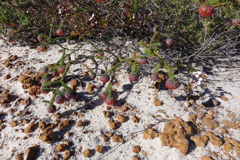 Darwinia polychroma, Davidson, C 13416--Australia. W.A. Past Coorow Rd. 23 Oct 2016. DSC04729 (25).JPG