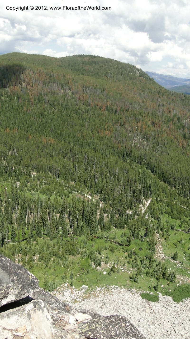 ID. Idaho Co. Josephine Lk Rd . 27 July 2010. 001 (64).jpg