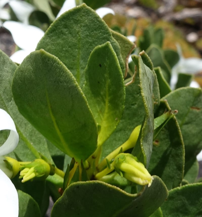 Anthocercis viscosa, Davidson, C 13498--Australia. W. A. Two People's Bay Nat. Res. 29 Oct 2016. DSC06475 (70).JPG