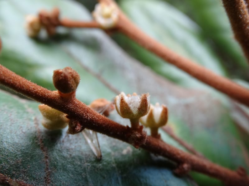 Storthocalyx sordidus, Callmander, M 1230--New Caledonia. Haute Robinson. 11 Nov. 2015. DSC00909 (91).JPG