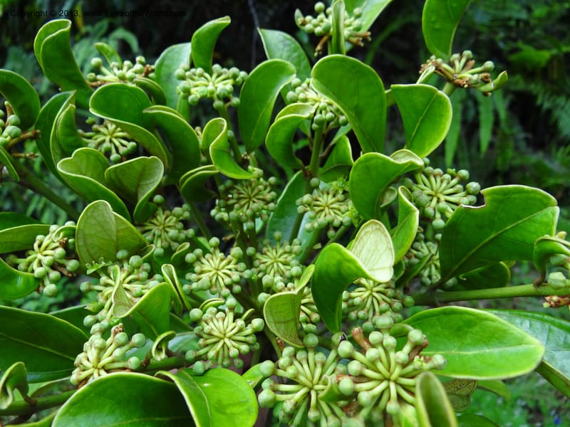 Aralia, SAN.153245--Malaysia, Sabah. Tawai For. Res. 9 Apr 2012. DSC07890 (75).JPG