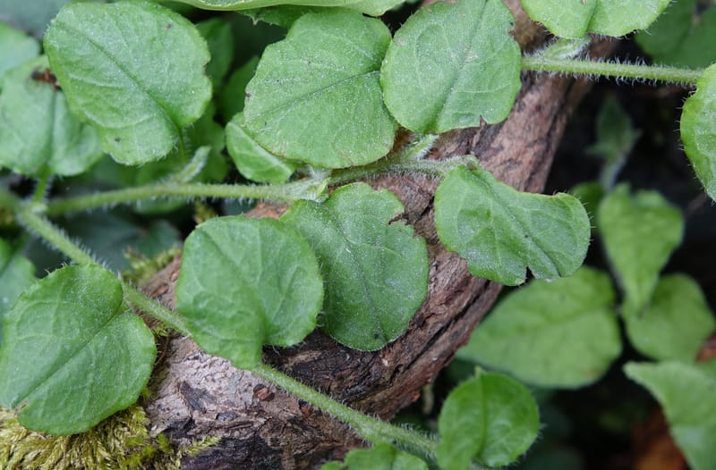 Trigonotis formosana, Tseng Yu-Hsin 1317--Taiwan. SW of Nanshan on highway 7. 20 May 2016. DSC03339 (86).JPG
