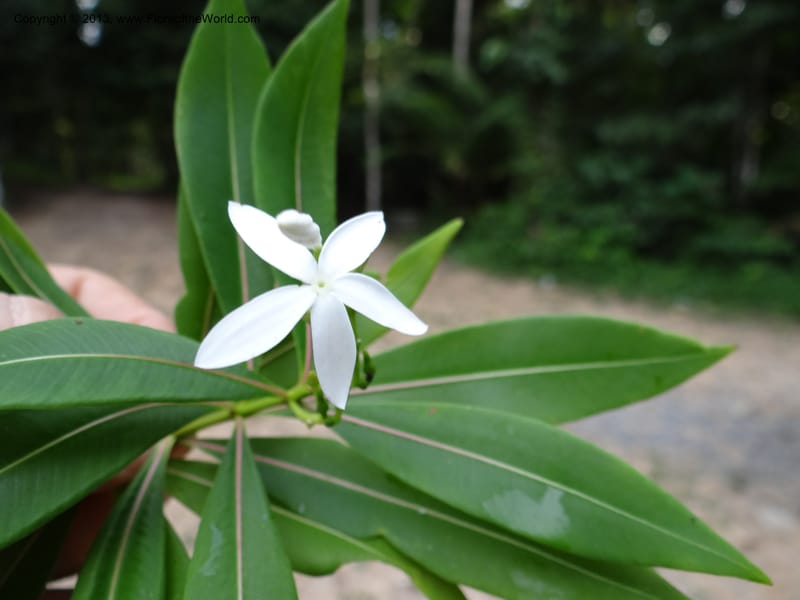 Alstonia curtisii, VC 5642--Thailand. Trang. Khao Pra Bang Kram Wildl. Sanct. 16 Nov 2012. DSC00077 (112).JPG