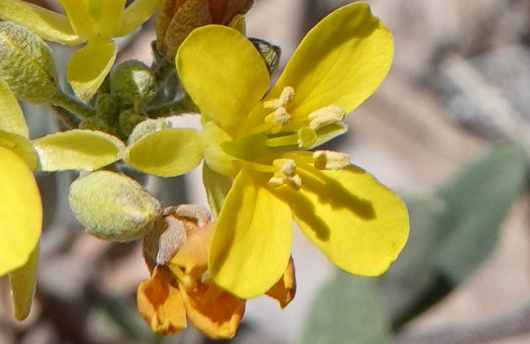 Lesquerella gordonii, C. Davidson 13997--AZ. Cochise Co. Geronimo Trail Rd. 10 Apr 2019. DSC07357 (78).JPG