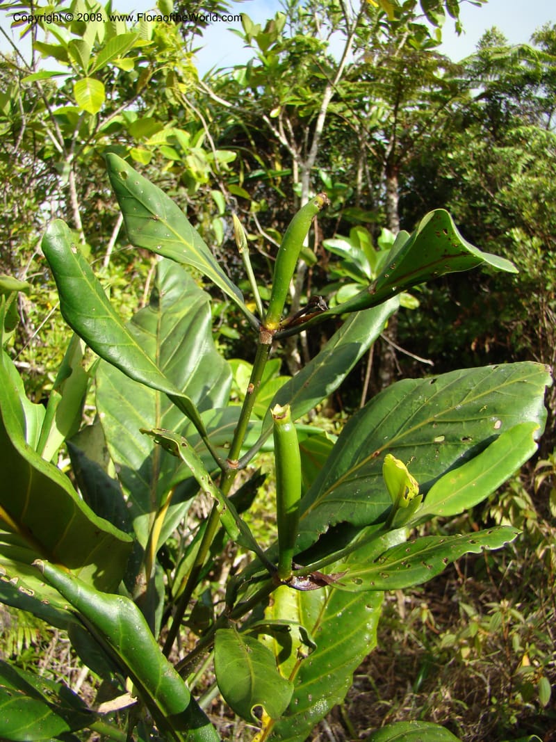 Atractocarpus, JMunzinger4743--New Caledonia. Mandjelia. 13 Nov 07. 189.jpg
