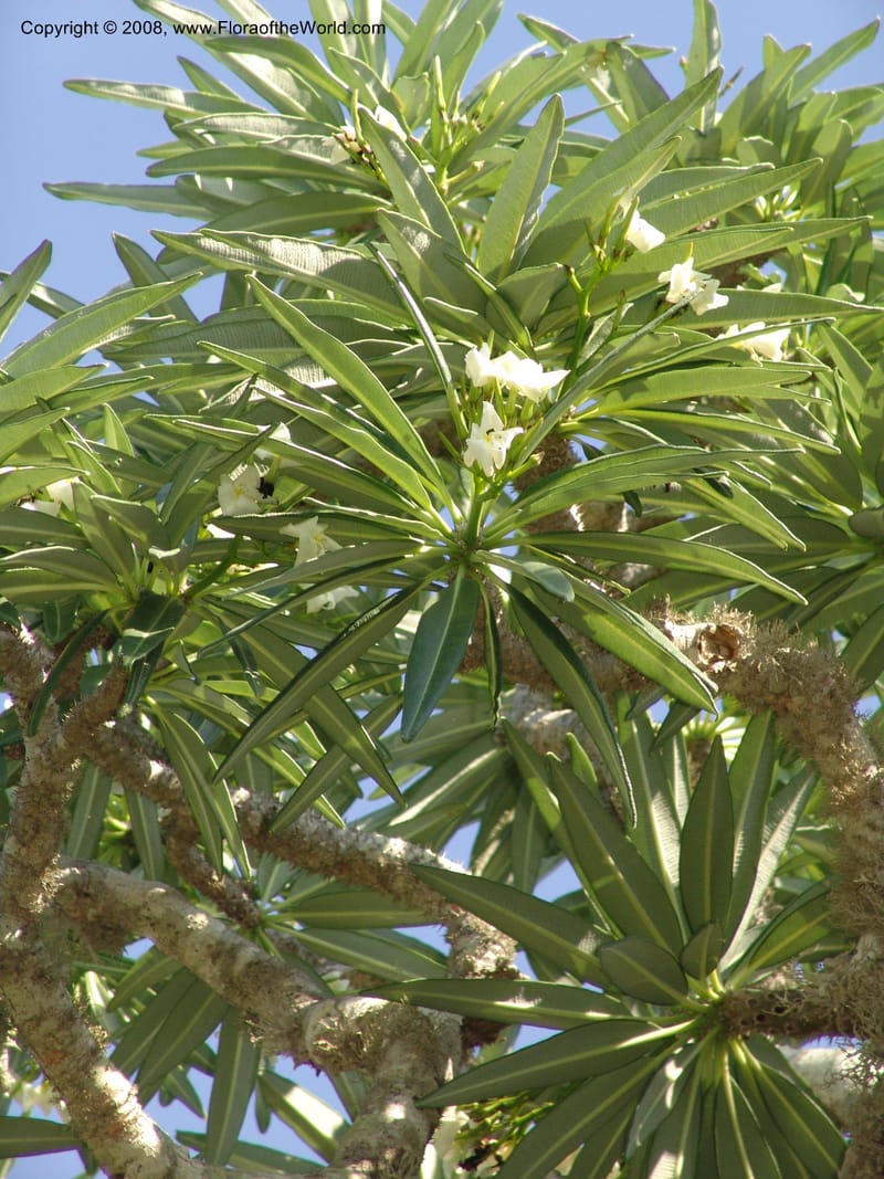 Pachypodium mikea, Z.Rogers880--Madag. Prov. Toleara. Ifaty, Village Tortues. 15 Jan 06. 140.jpg