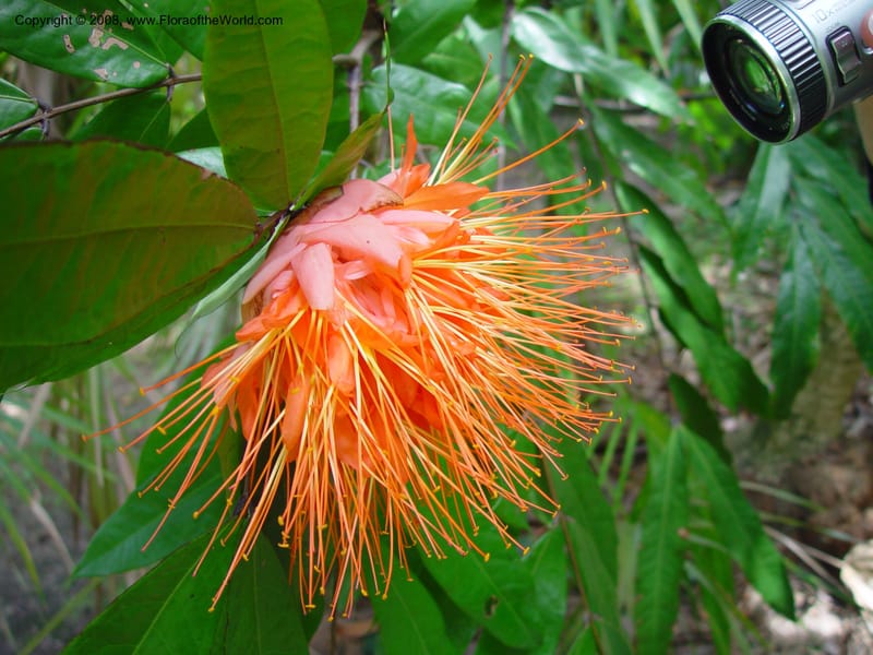 Brownea coccinea ssp. capitella--FL. Fairchild Tropical Gard. 7 Apr 03. 216.jpg