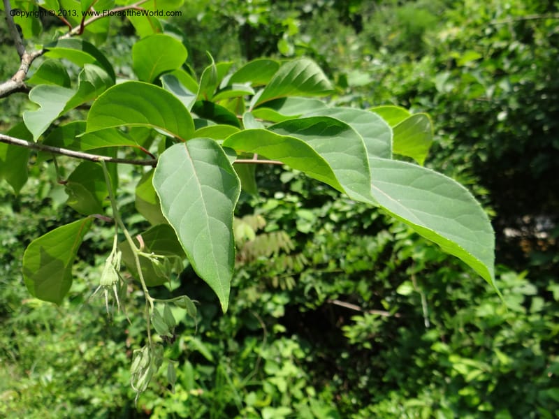 Pterostyrax corymbosus, Li Pan 1205274--China. Zhejiang Prov. Shunxi Village. 28 May 2012. DSC00347 (177).JPG