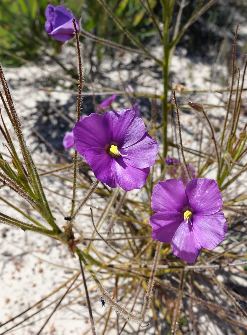 Byblis lamellata, Davidson, C 13426--Australia. W.A. Green Head-Coorow Rd. Stop 2. 24 Oct 2016. DSC04873 (45).JPG