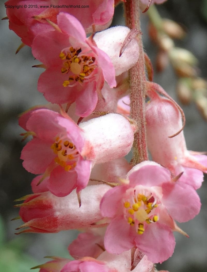 Neillia thibetica, Boufford, D 43710--China. Sichuan. LongDongZhen on Rd. to LeiYuan Shan. 13 May 2014. DSC05860 (10).JPG