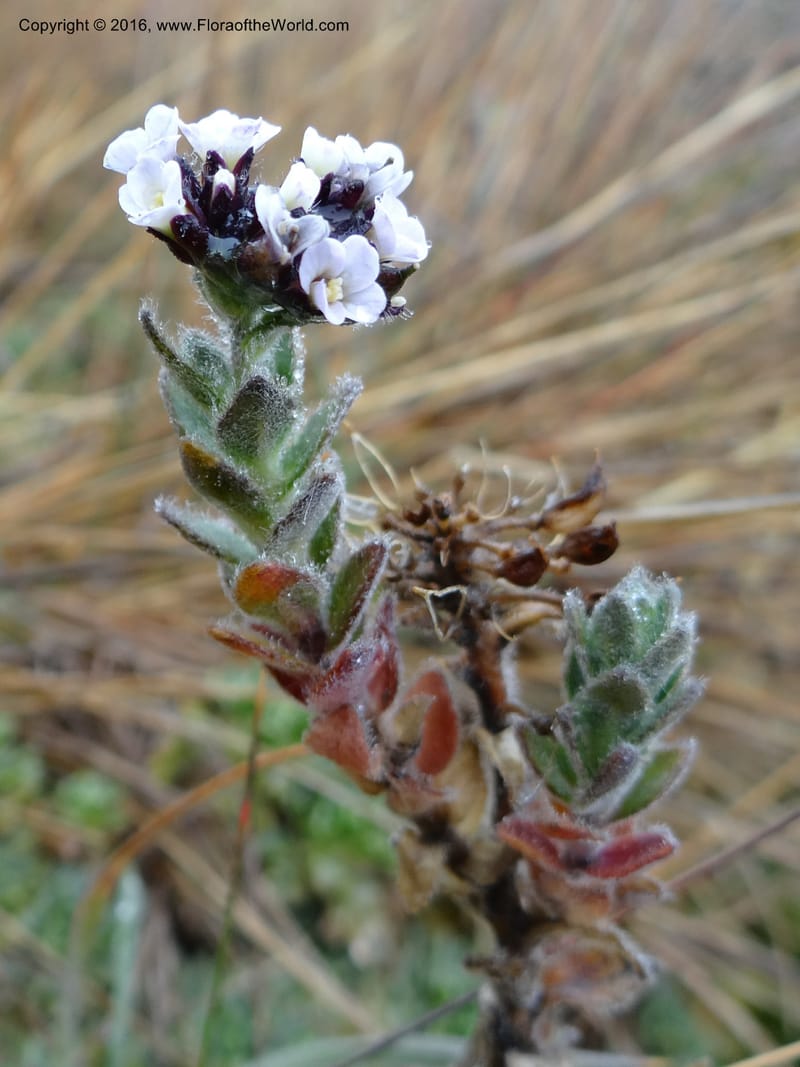 Draba, Ulloa, C 2421--Ecuador. Pichincha. Nevado Cayambe. 6 Oct 2012. DSC07236 (186).JPG
