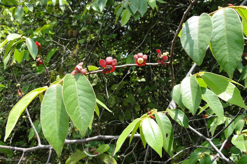 Uvaria, Regalado 1954--Viet Nam. Forest Block 19. 15 May 2011. 144 (13).jpg