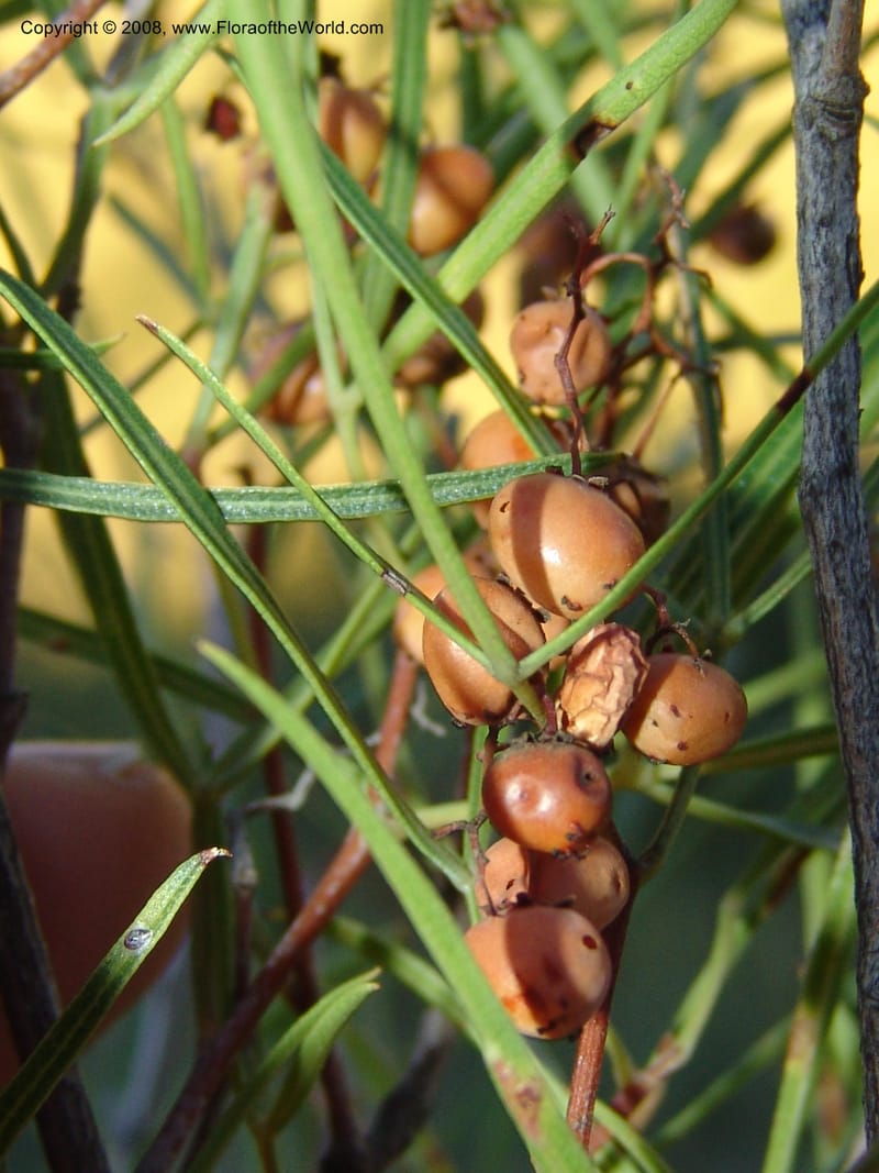 Rhus--So.Africa. E. Cape. Joubert's Pass, SE of Lady Gray. 9 Mch 05. 306.jpg
